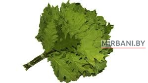 Веник канадский дуб